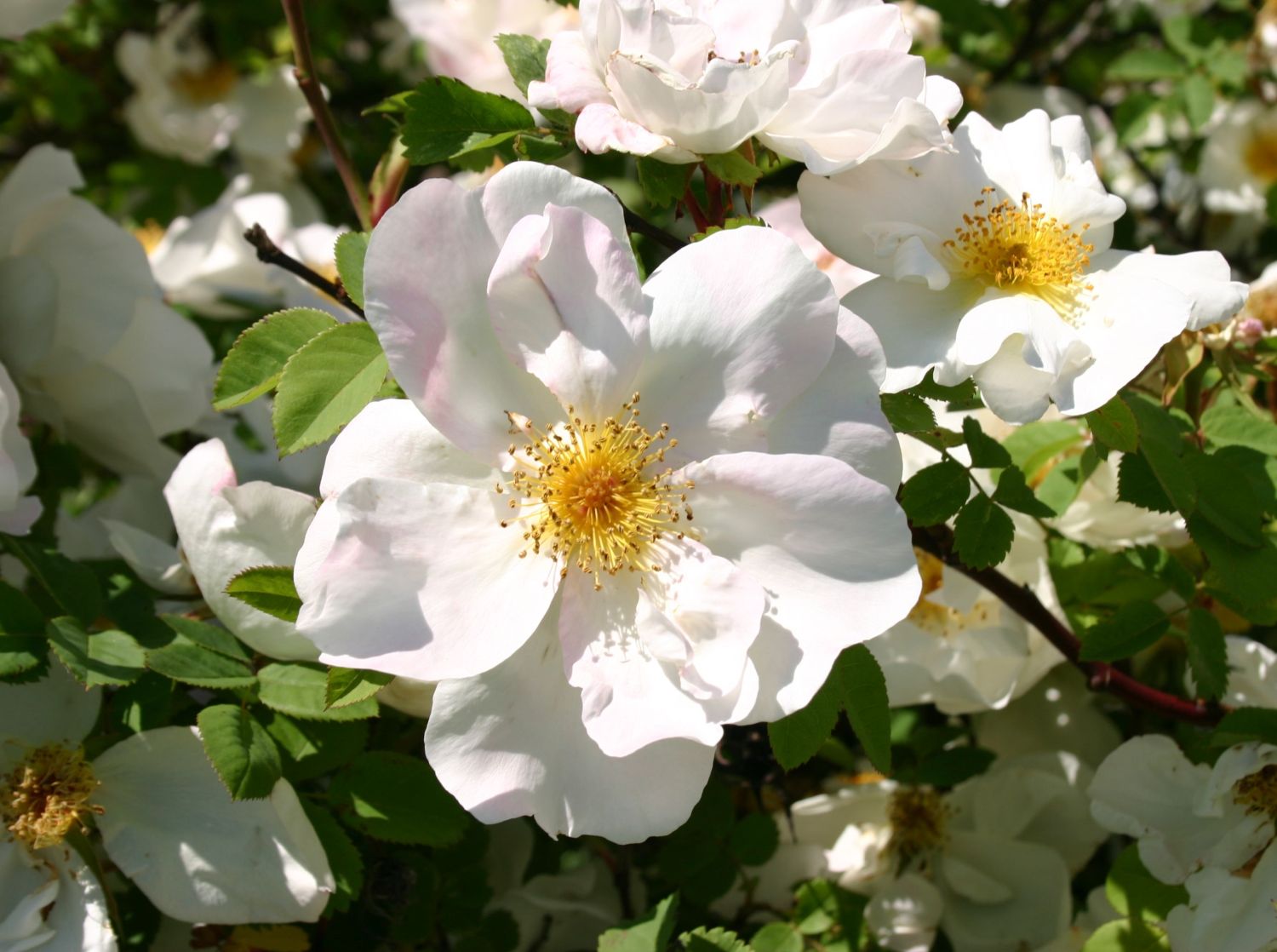 Rosa moyesii 'Nevada'